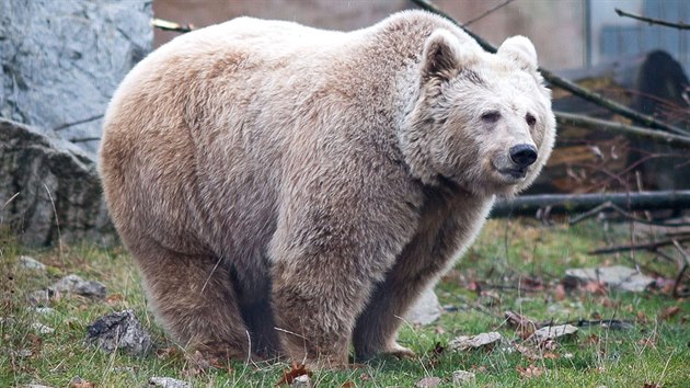 Jihoesk zoologick zahrada v Hlubok nad Vltavou je oteven i pes zimu. Uvidte v n napklad medvda plavho.