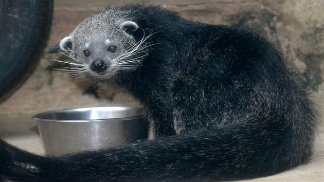 Samice binturonga Dorotka, kter se tento tden pesthovala z olomouck zoo na Svatm Kopeku do francouzsk zahrady Trgomeur.