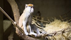 Jihoeská zoologická zahrada v Hluboké nad Vltavou je otevená i pes zimu....