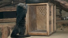 Samice binturonga Dorotka, která se tento týden přestěhovala z olomoucké zoo na... Samice binturonga Dorotka, která se tento týden přestěhovala z olomoucké zoo na...