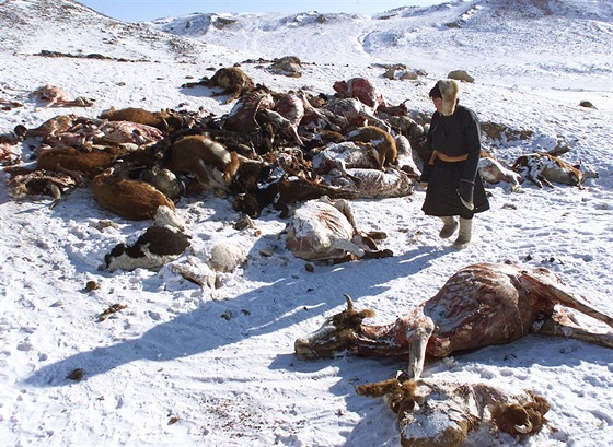 Na archivním snímku prochází mongolský pastevec mezi zvíaty uhynulými  bhem tuhých mraz