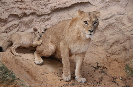 Lvíe Amira se svou matkou Tamikou.