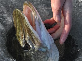 Rybu neustále pizvedáváme nad led a jedním z prst druhé ruky jí saháme pod...