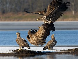 Skupina mladých orl moských na rybníku Romberk.