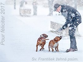 Argo a Toro, dva tém dvouletí brati stafordírského bulteriéra, jsou...