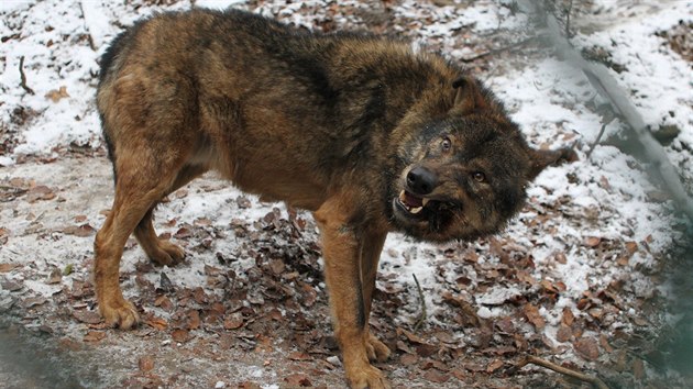 Krmen vlk v jihlavsk zoologick zahrad.