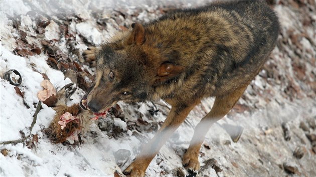 Krmen vlk v jihlavsk zoologick zahrad.