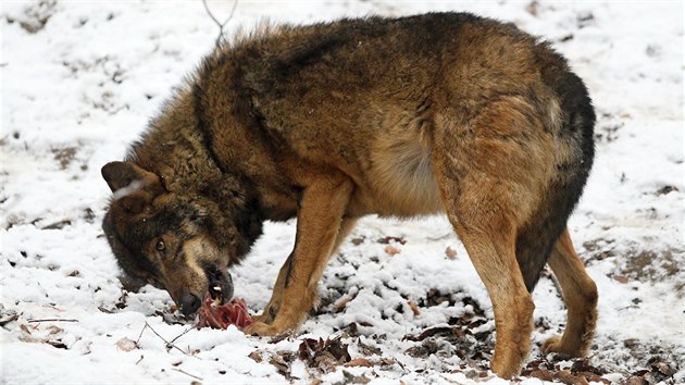 Krmen vlk v jihlavsk zoologick zahrad.