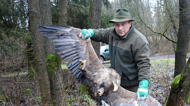 Mysliveck hospod Martin bel ukazuje druhho orla moskho, kterho nalezli lid v lese pobl Hoky na Tachovsku 25. prosince.