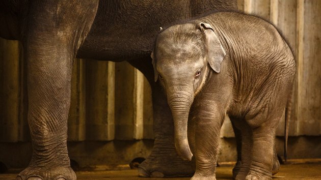 V prask zoologick zahrad dnes slavnostn poktili slnte Rudolfa. Jmno vybrala veejnost v anket (27.12.2016)