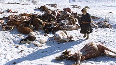 Na archivním snímku z roku 2001 prochází pastevec mezi hospodářskými zvířaty... Na archivním snímku z roku 2001 prochází pastevec mezi hospodářskými zvířaty...