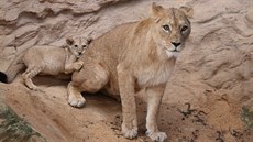 Lvíe Amira se svou matkou Tamikou.