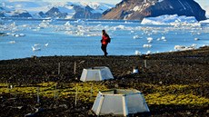 Brnntí vdci se pravideln vrací na ostrov Jamese Rosse v Antarktid, kde...