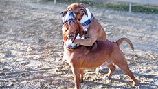 ARGO: „Dívej kámo, vychází sluníčko!“ TORO: „Ach, celý den lumpáren!“ ARGO:... ARGO: „Dívej kámo, vychází sluníčko!“ TORO: „Ach, celý den lumpáren!“ ARGO:...