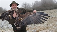 Myslivecký hospodá Martin Ábel ukazuje prvního uhynulého orla moského...