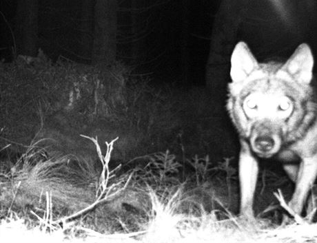 Jedna z nastraených fotopastí nedaleko Abertam zachytila pítomnost vlka v...