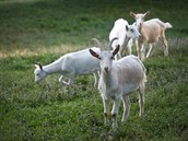 Komunita Dvanct kmen se v esku usadila v Meckch ehrovicch nedaleko...