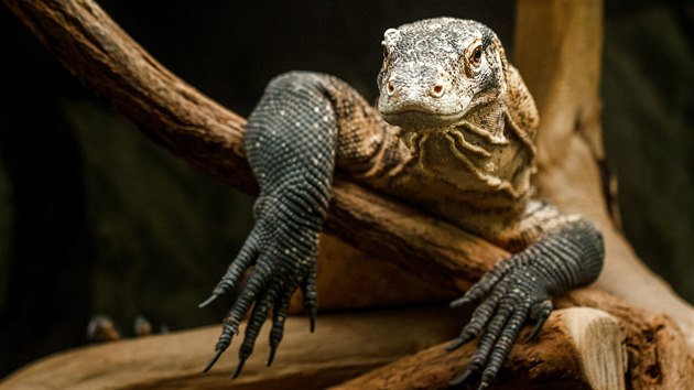 Aranka je rekordmankou. Zjejch sedmi snek se vylhlo celkem 48 mlat. 