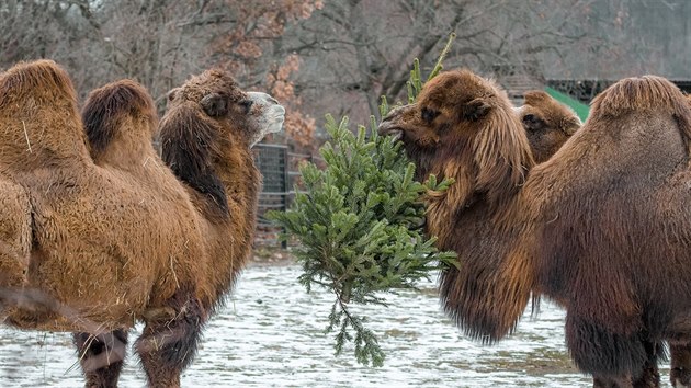 Velbloudi v prask zoo si pochutnvaj na neprodanch vnonch stromcch.