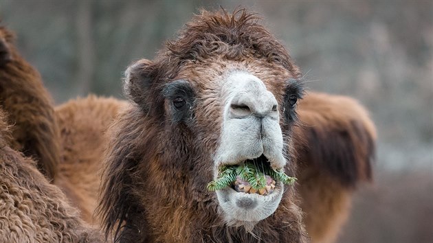 Velbloudi v prask zoo si pochutnvaj na neprodanch vnonch stromcch.