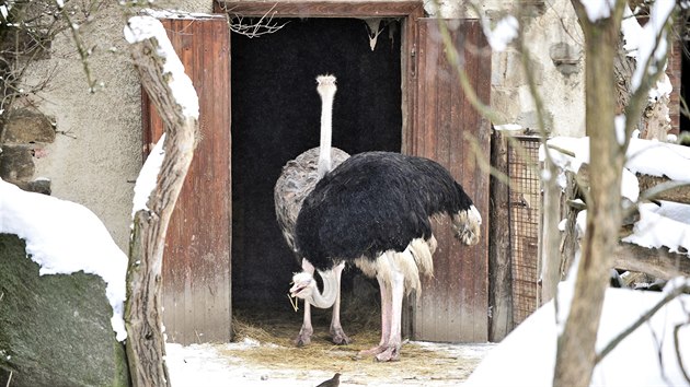 Nvtvnkm jihlavsk zoologick zahrady se v tchto dnech naskt neobvykl pohled. Zvata, do nich by to mlokdo ekl, skota ve snhu. Jin se na blou peinu dvaj s krajn nedvrou.