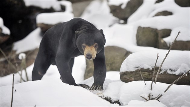 Nvtvnkm jihlavsk zoologick zahrady se v tchto dnech naskt neobvykl pohled. Zvata, do nich by to mlokdo ekl, skota ve snhu. Jin se na blou peinu dvaj s krajn nedvrou.