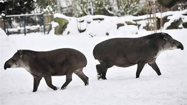 Nvtvnkm jihlavsk zoologick zahrady se v tchto dnech naskt neobvykl pohled. Zvata, do nich by to mlokdo ekl, skota ve snhu. Jin se na blou peinu dvaj s krajn nedvrou.