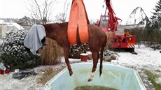 Kůň skončil v chladné vodě zahradního bazénu. Ven ho dostali hasiči s pomocí... Kůň skončil v chladné vodě zahradního bazénu. Ven ho dostali hasiči s pomocí...