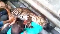 Leopard napadl návštěvníky ZOO v Indii Leopard napadl návštěvníky ZOO v Indii