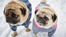 Dávat psovi obleek má smysl a v pípad záporných teplot, zhruba od minus 5...