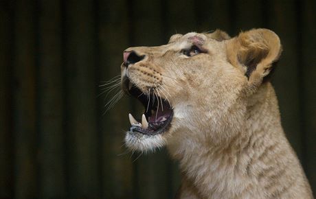 Lvice liberecké zoologické zahrady.