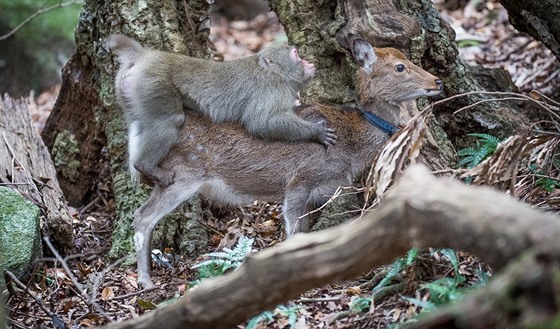 Francouztí vdci na japonském ostrov Jakuima natoili makaka pi páení se...