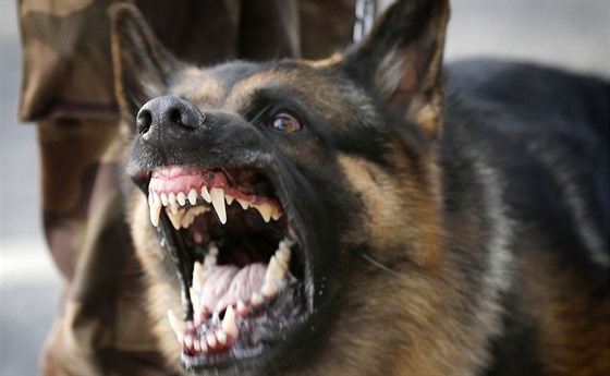Majitelce agresivního psa hrozí pokuta. Ilustraní snímek