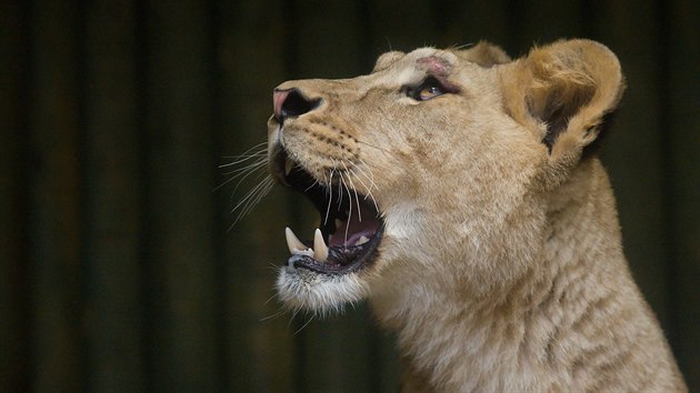 Zoologick zahrada v Liberci zskala z Pae lvici Shani. Vytvoit lv pr se samcem Terrym nebylo jednoduch. Jedin dostupn lvice v Evrop byla prv v Pai a zjem o n mlo vc zahrad.