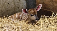 Mlád nyaly níinné pilo na svt v jihlavské zoo uvnit pavilonu iraf.