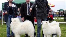 Jana Fulierová (vlevo) a nejlepí jedinci plemene samojed na výstav