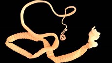 Tasemnice Diphyllobothrium latum Tasemnice Diphyllobothrium latum