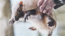 Malý pásovec štětinatý z plzeňské zoologické zahrady dostal jméno Cyril. (17.... Malý pásovec štětinatý z plzeňské zoologické zahrady dostal jméno Cyril. (17....