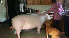 Ester se rozhodně odstrčit nedá. A dobře ví, že nějaký pamlsek páníčci vždycky... Ester se rozhodně odstrčit nedá. A dobře ví, že nějaký pamlsek páníčci vždycky...