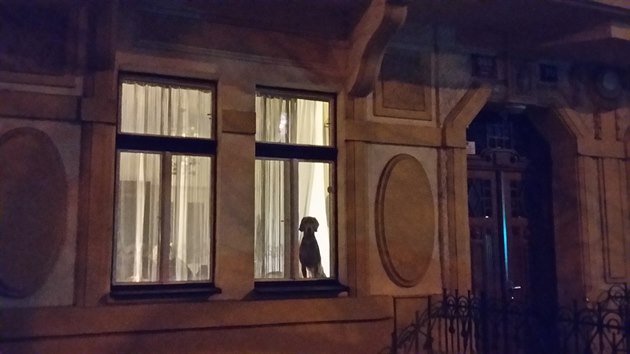Pes v okn