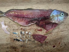 V rybch lze najt celou adu plastovho odpadu.
