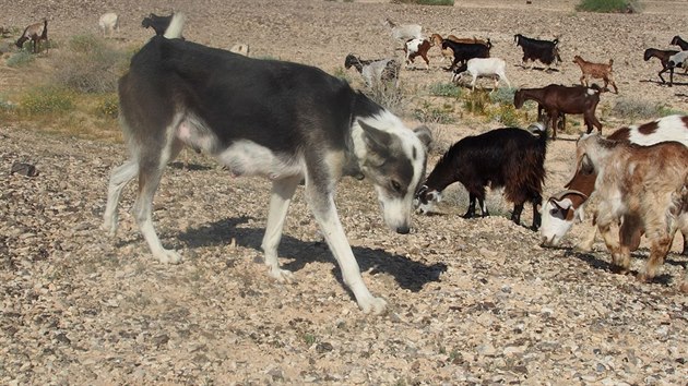 Kanansk pes hldajc stdo koz v Izraeli