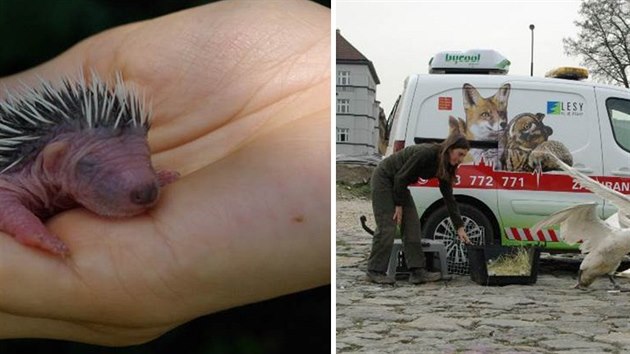 Skoro tyi tisce zrannch i jinak handicapovanch zvat a 118 rznch ivoinch druh. To je losk bilance prask zchrann stanice.