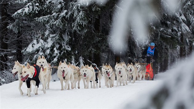 Devadest musher se speenmi vyjelo do vodn etapy edivkova longu (25.1.2017).