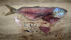 V rybách lze najít celou adu plastového odpadu.
