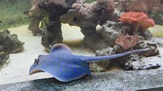 Samice trnuchy modroskvrnné, kterou získala v lednu 2017 olomoucká zoo ze... Samice trnuchy modroskvrnné, kterou získala v lednu 2017 olomoucká zoo ze...