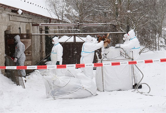 Likvidace chovu drbee v Bílencích kvli ptaí chipce.