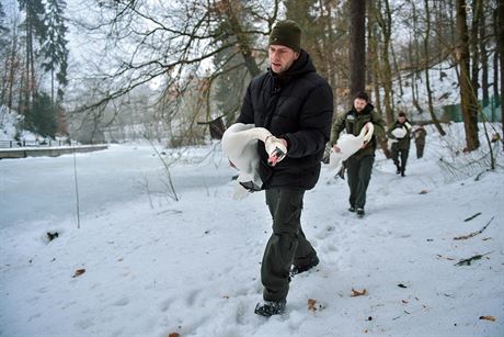 Zoologové v pondlí preventivn pesunuli do vnitních prostor kachny a labut z jezírka v liberecké zoo.