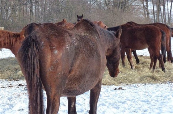 Státní veterinární správa opakovan eí soukromý chov koní v Jankov na...
