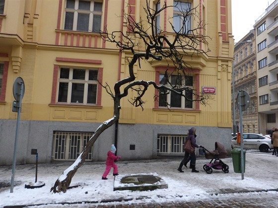 Odumelý naklonný akát ve vinohradské ulici Anny Letenské.